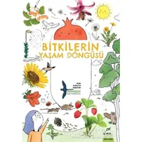 Bitkilerin Yaşam Döngüsü - Takımyıldız - Elma Çocuk