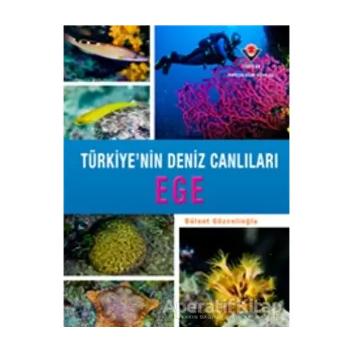 Ege - Türkiyenin Deniz Canlıları - Bülent Gözcelioğlu - TÜBİTAK Yayınları
