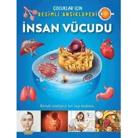 İnsan Vücudu / Çocuklar İçin Resimli Ansiklopedi - Kolektif - Yumurcak Yayınları