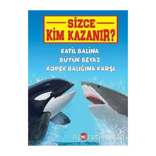 Katil Balina Büyük Beyaz Köpek Balığına Karşı - Sizce Kim Kazanır?