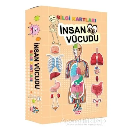 İnsan Vücudu - Bilgi Kartları - Kolektif - Yağmur Çocuk