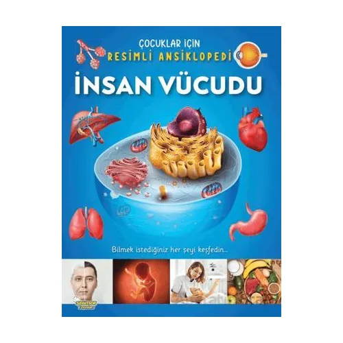 İnsan Vücudu / Çocuklar İçin Resimli Ansiklopedi - Kolektif - Yumurcak Yayınları
