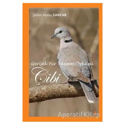 Gerçek Bir Yaşam Öyküsü Çibi - Şehim Atalay Sancar - Cinius Yayınları